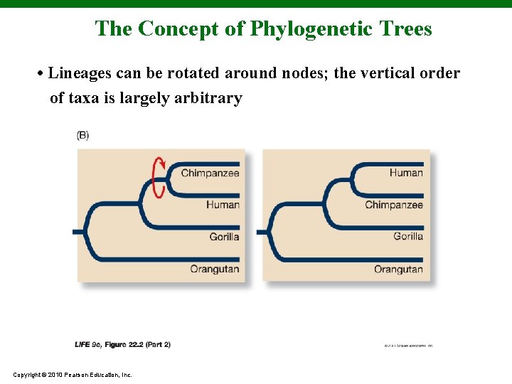 The Concept of Phylogenetic Trees • Lineages can be rotated around nodes; the vertical
