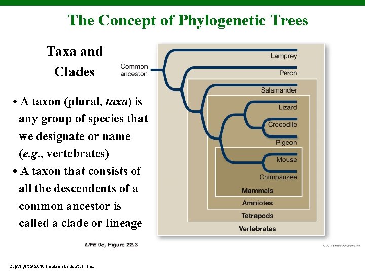 The Concept of Phylogenetic Trees Taxa and Clades • A taxon (plural, taxa) is