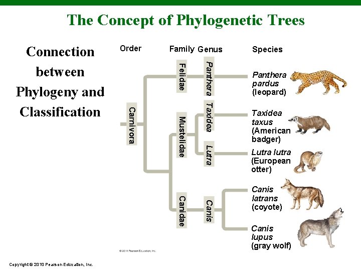 The Concept of Phylogenetic Trees Order Family Genus Lutra Mustelidae Canis Canidae Copyright ©