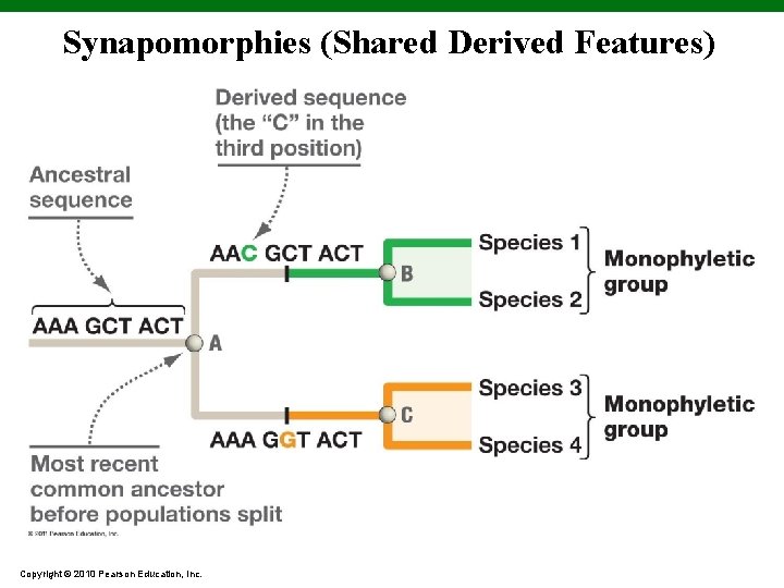 Synapomorphies (Shared Derived Features) Copyright © 2010 Pearson Education, Inc. 