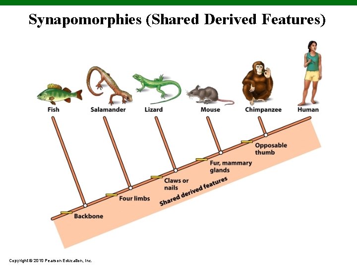 Synapomorphies (Shared Derived Features) Copyright © 2010 Pearson Education, Inc. 
