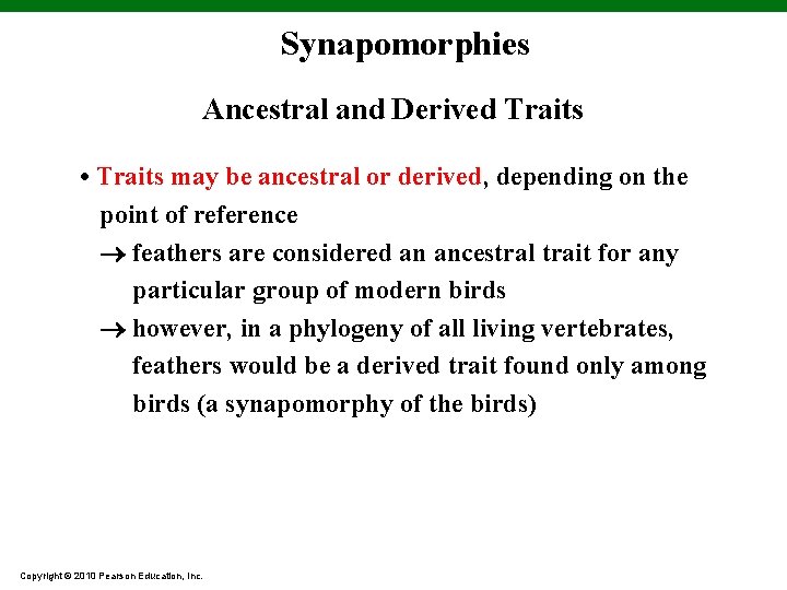 Synapomorphies Ancestral and Derived Traits • Traits may be ancestral or derived, depending on