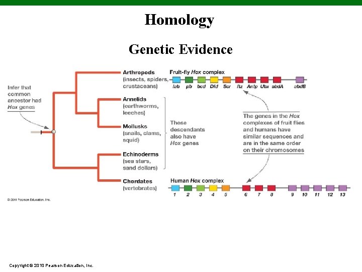 Homology Genetic Evidence Copyright © 2010 Pearson Education, Inc. 