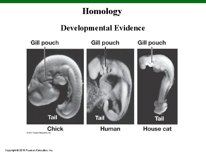 Homology Developmental Evidence Copyright © 2010 Pearson Education, Inc. 