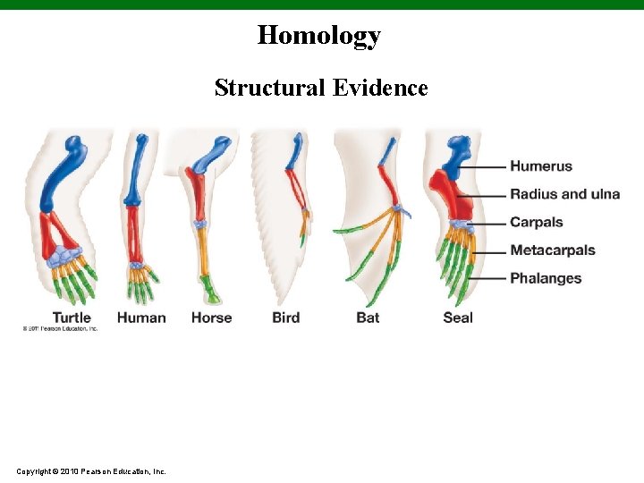 Homology Structural Evidence Copyright © 2010 Pearson Education, Inc. 