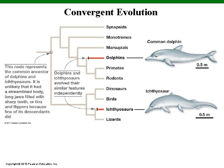 Convergent Evolution Copyright © 2010 Pearson Education, Inc. 