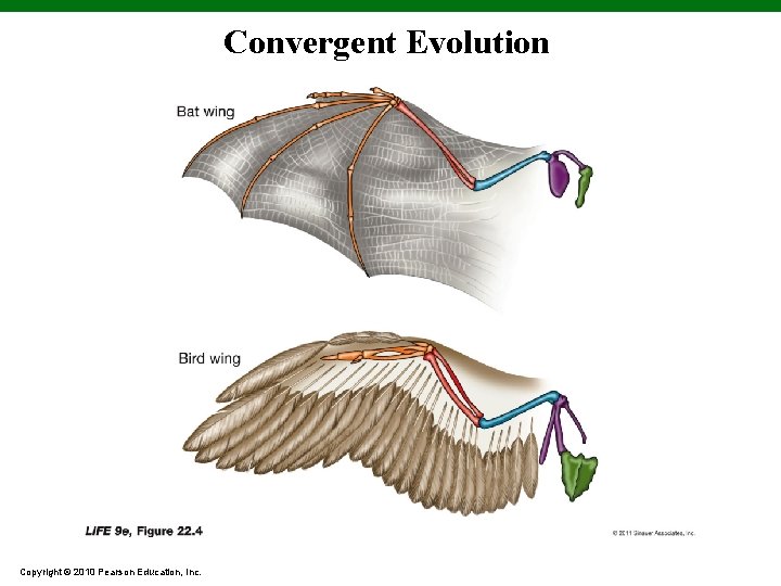 Convergent Evolution Copyright © 2010 Pearson Education, Inc. 