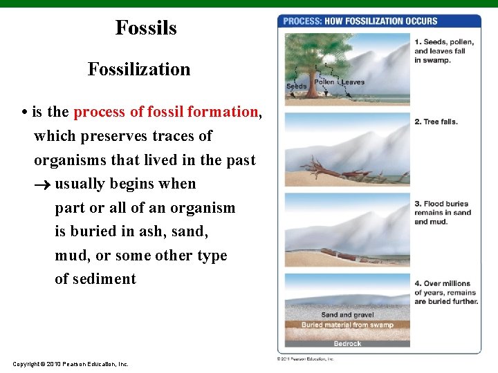 Fossils Fossilization • is the process of fossil formation, which preserves traces of organisms