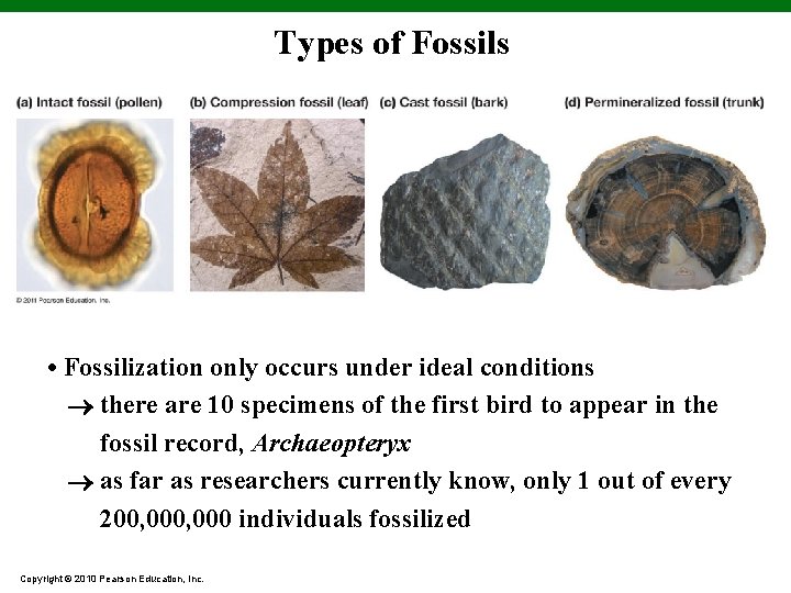 Types of Fossils • Fossilization only occurs under ideal conditions there are 10 specimens