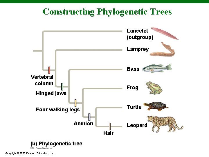 Constructing Phylogenetic Trees Lancelet (outgroup) Lamprey Bass Vertebral column Frog Hinged jaws Turtle Four