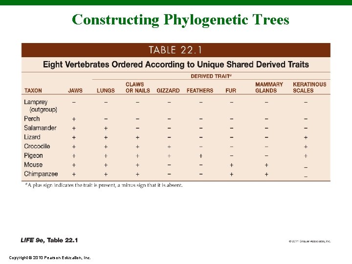 Constructing Phylogenetic Trees Copyright © 2010 Pearson Education, Inc. 