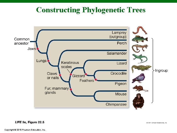 Constructing Phylogenetic Trees Copyright © 2010 Pearson Education, Inc. 