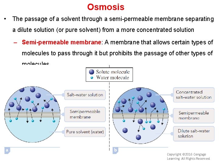 Osmosis • The passage of a solvent through a semi-permeable membrane separating a dilute