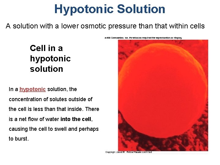 Hypotonic Solution A solution with a lower osmotic pressure than that within cells Cell