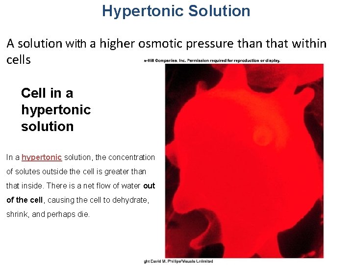 Hypertonic Solution A solution with a higher osmotic pressure than that within cells Cell