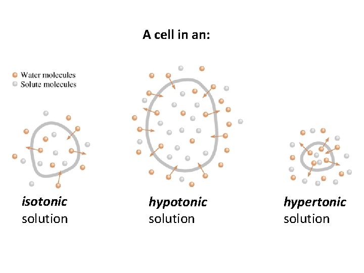 A cell in an: isotonic solution hypertonic solution 