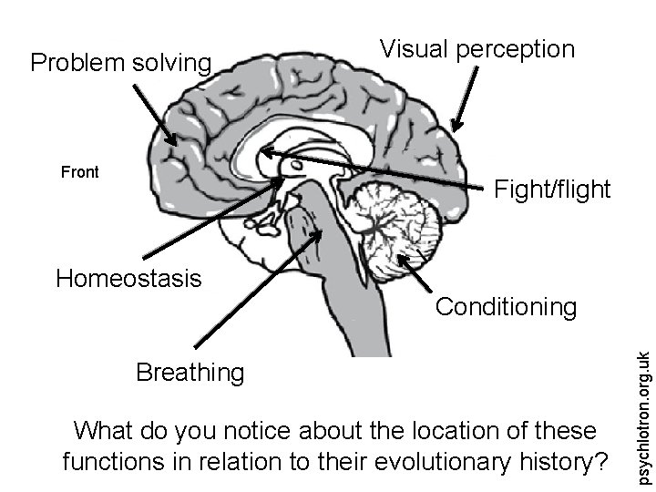 Problem solving Front Visual perception Fight/flight Conditioning Breathing What do you notice about the