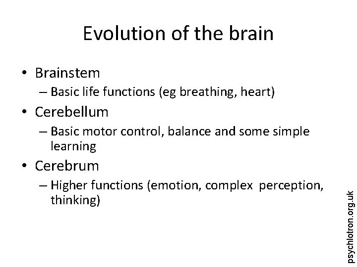 Evolution of the brain • Brainstem – Basic life functions (eg breathing, heart) •