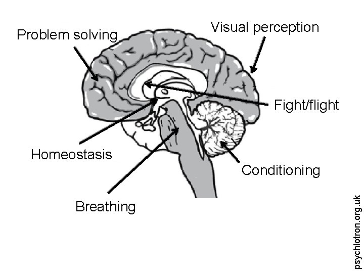 Problem solving Visual perception Fight/flight Breathing Conditioning psychlotron. org. uk Homeostasis 