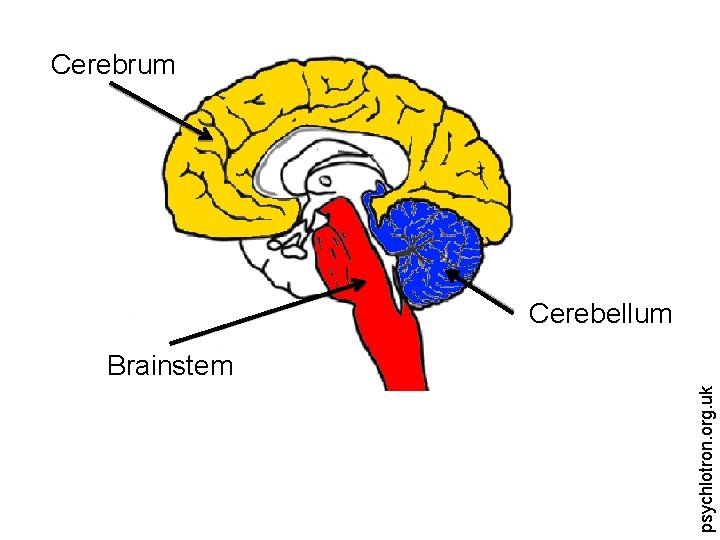 Cerebrum Cerebellum psychlotron. org. uk Brainstem 
