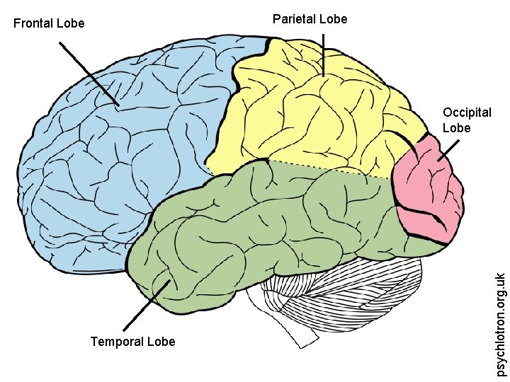 Parietal Lobe Frontal Lobe Temporal Lobe psychlotron. org. uk Occipital Lobe 