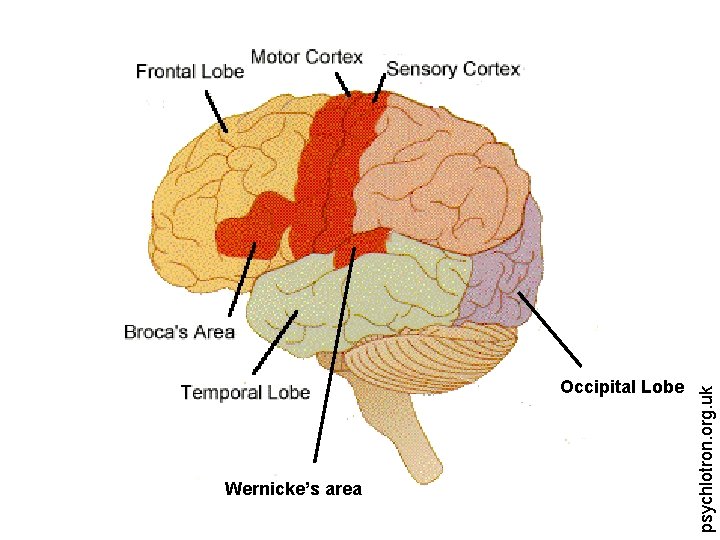 Wernicke’s area psychlotron. org. uk Occipital Lobe 
