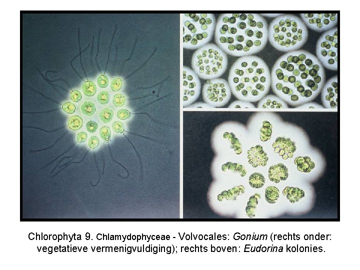 Chlorophyta 9. Chlamydophyceae - Volvocales: Gonium (rechts onder: vegetatieve vermenigvuldiging); rechts boven: Eudorina kolonies.