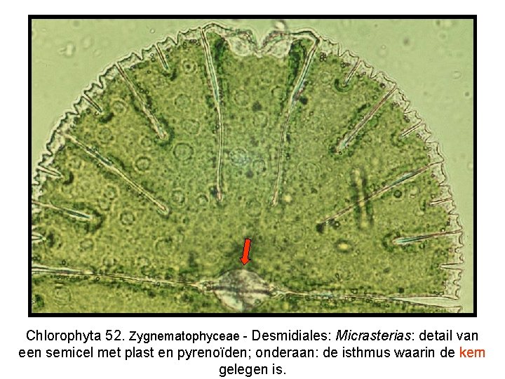 Chlorophyta 52. Zygnematophyceae - Desmidiales: Micrasterias: detail van een semicel met plast en pyrenoïden;