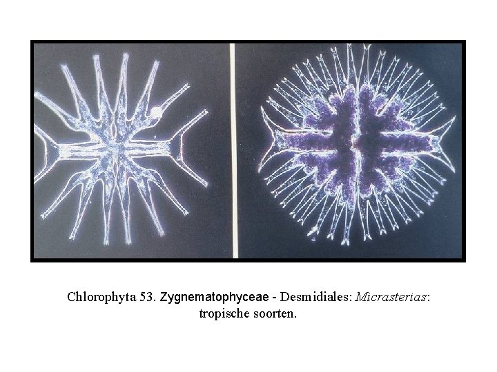 Chlorophyta 53. Zygnematophyceae - Desmidiales: Micrasterias: tropische soorten. 