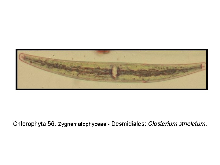 Chlorophyta 56. Zygnematophyceae - Desmidiales: Closterium striolatum. 