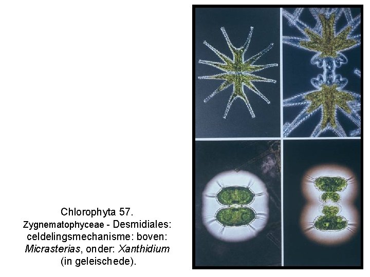 Chlorophyta 57. Zygnematophyceae - Desmidiales: celdelingsmechanisme: boven: Micrasterias, onder: Xanthidium (in geleischede). 