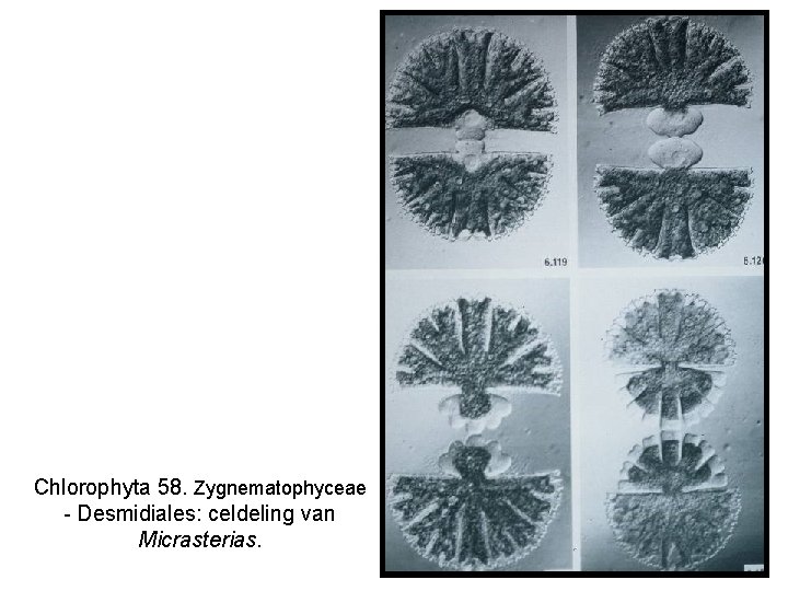 Chlorophyta 58. Zygnematophyceae - Desmidiales: celdeling van Micrasterias. 