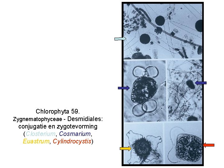 Chlorophyta 59. Zygnematophyceae - Desmidiales: conjugatie en zygotevorming (Closterium, Cosmarium, Euastrum, Cylindrocystis) 