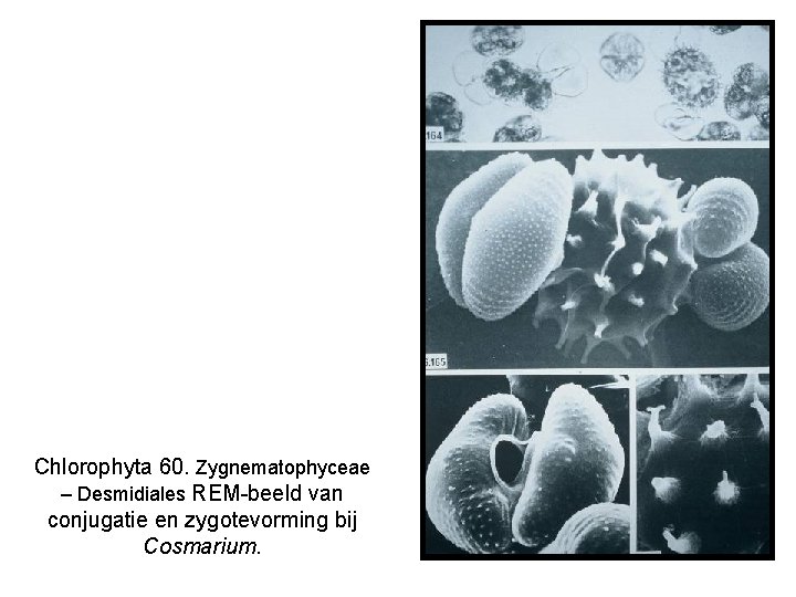 Chlorophyta 60. Zygnematophyceae – Desmidiales REM-beeld van conjugatie en zygotevorming bij Cosmarium. 