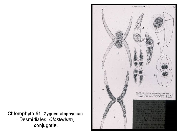 Chlorophyta 61. Zygnematophyceae - Desmidiales: Closterium, conjugatie. 