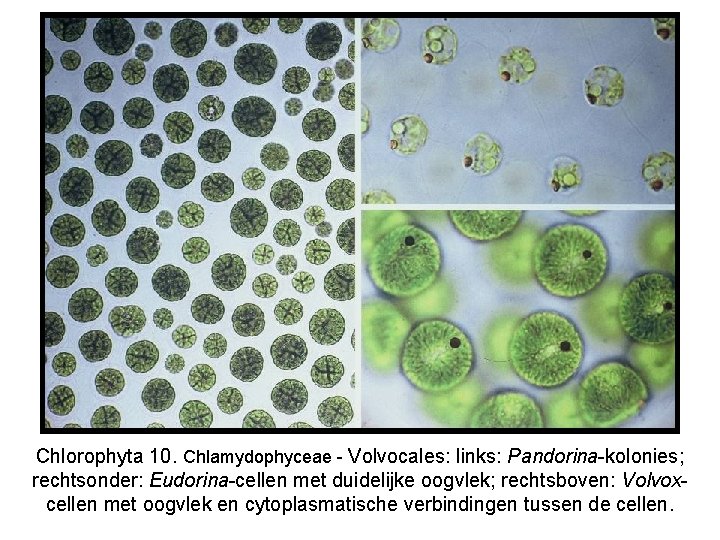 Chlorophyta 10. Chlamydophyceae - Volvocales: links: Pandorina-kolonies; rechtsonder: Eudorina-cellen met duidelijke oogvlek; rechtsboven: Volvoxcellen