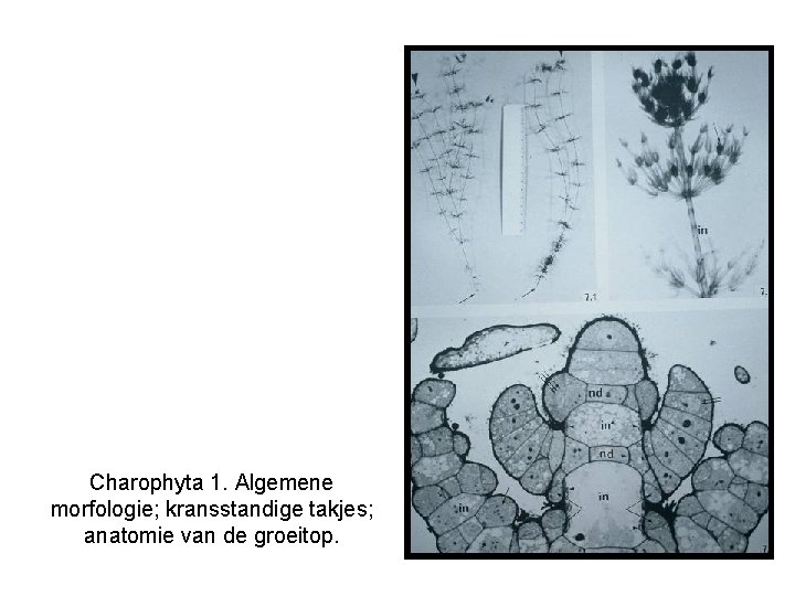 Charophyta 1. Algemene morfologie; kransstandige takjes; anatomie van de groeitop. 