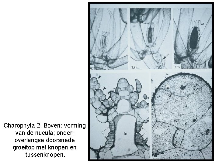 Charophyta 2. Boven: vorming van de nucula; onder: overlangse doorsnede groeitop met knopen en