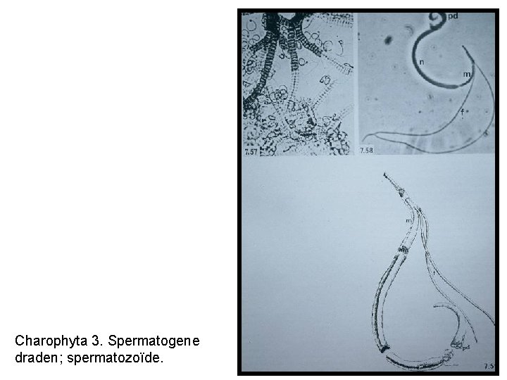 Charophyta 3. Spermatogene draden; spermatozoïde. 