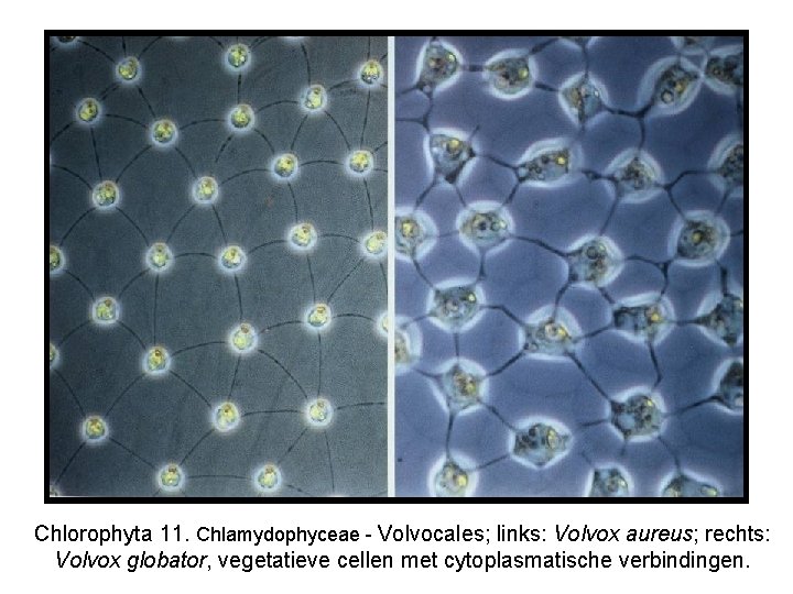 Chlorophyta 11. Chlamydophyceae - Volvocales; links: Volvox aureus; rechts: Volvox globator, vegetatieve cellen met