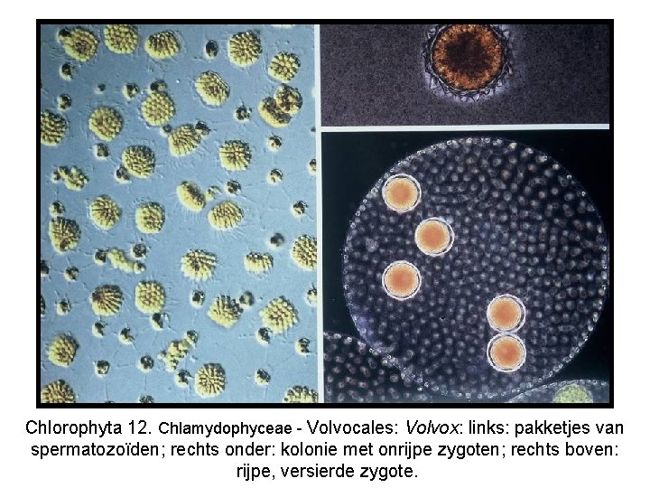 Chlorophyta 12. Chlamydophyceae - Volvocales: Volvox: links: pakketjes van spermatozoïden; rechts onder: kolonie met