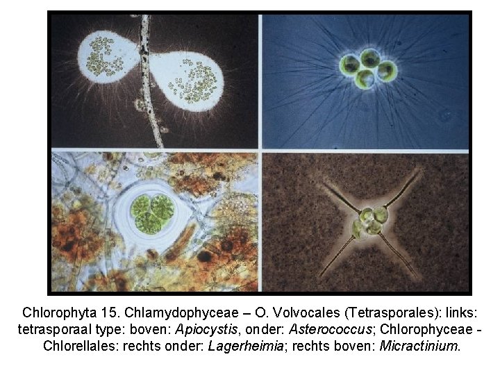 Chlorophyta 15. Chlamydophyceae – O. Volvocales (Tetrasporales): links: tetrasporaal type: boven: Apiocystis, onder: Asterococcus;