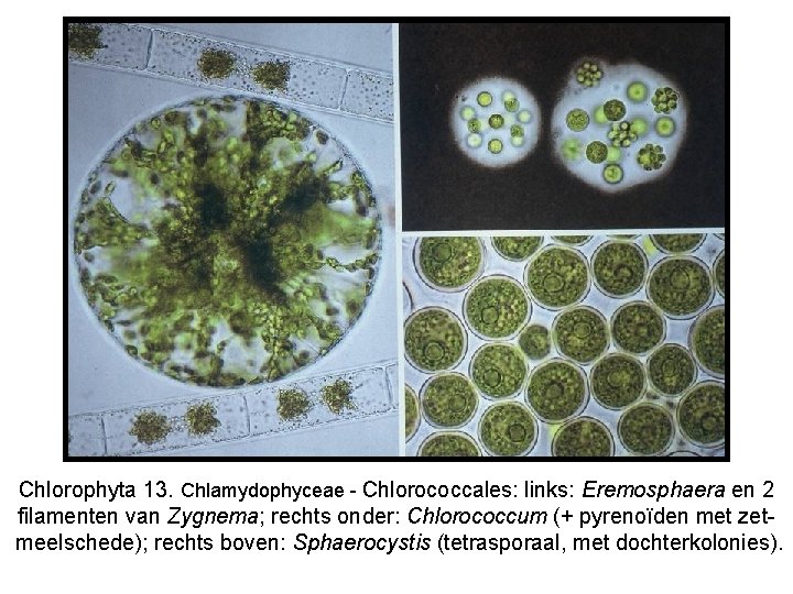 Chlorophyta 13. Chlamydophyceae - Chlorococcales: links: Eremosphaera en 2 filamenten van Zygnema; rechts onder: