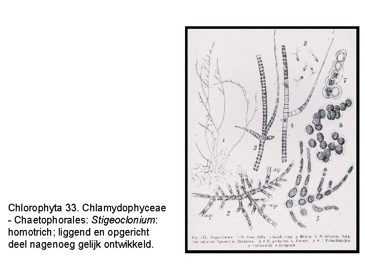 Chlorophyta 33. Chlamydophyceae - Chaetophorales: Stigeoclonium: homotrich; liggend en opgericht deel nagenoeg gelijk ontwikkeld.