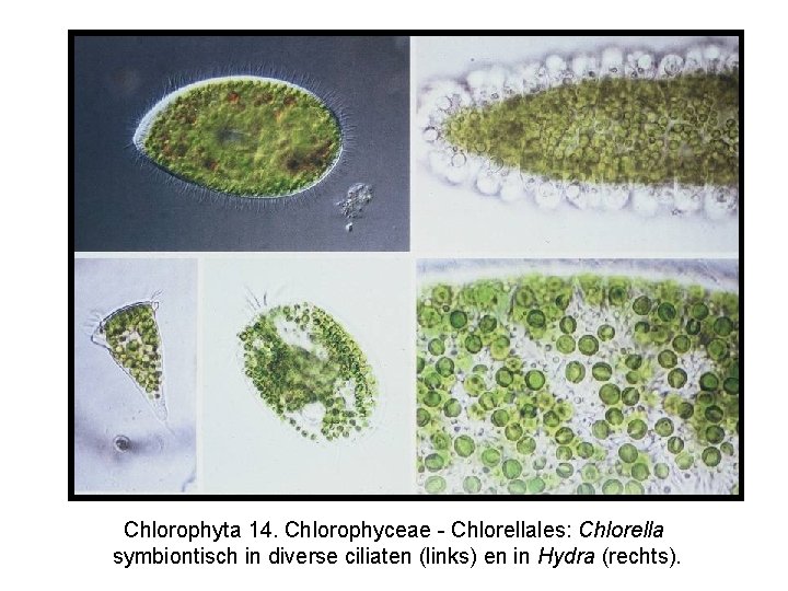 Chlorophyta 14. Chlorophyceae - Chlorellales: Chlorella symbiontisch in diverse ciliaten (links) en in Hydra
