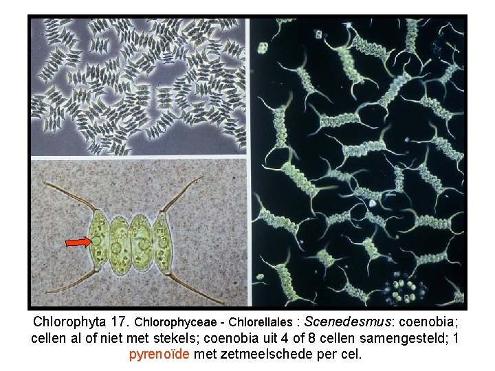 Chlorophyta 17. Chlorophyceae - Chlorellales : Scenedesmus: coenobia; cellen al of niet met stekels;