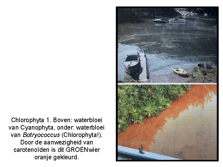 Chlorophyta 1. Boven: waterbloei van Cyanophyta, onder: waterbloei van Botryococcus (Chlorophyta!). Door de aanwezigheid