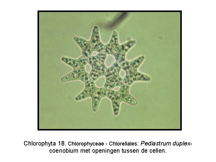 Chlorophyta 18. Chlorophyceae - Chlorellales: Pediastrum duplexcoenobium met openingen tussen de cellen. 