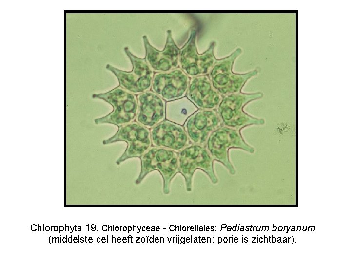 Chlorophyta 19. Chlorophyceae - Chlorellales: Pediastrum boryanum (middelste cel heeft zoïden vrijgelaten; porie is