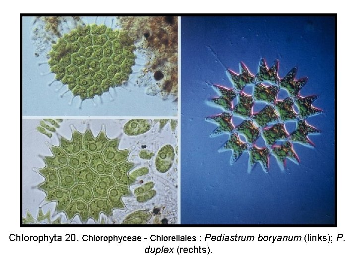 Chlorophyta 20. Chlorophyceae - Chlorellales : Pediastrum boryanum (links); P. duplex (rechts). 